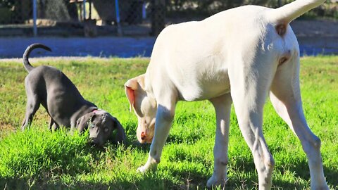 6 Month Old Dogo Argentino Teaches 8 Week Old Weimaraner Puppy How to Play with the "Playcare Pack"