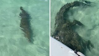 Saltwater Crocodile glides beneath boat in Australian waters