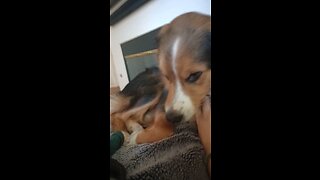 Australian Shepherd getting affection