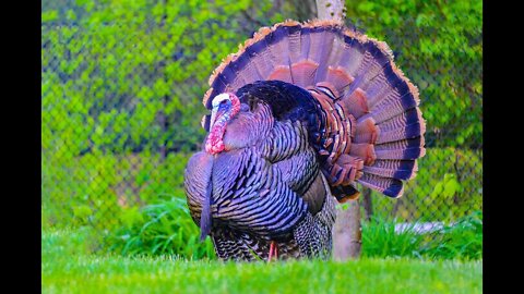 Incredible Turkey Facts