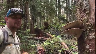 Virtual Ranger Larch Mountain: Mushroom Hike