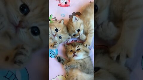 Top Video Cute Baby Cat