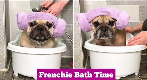 HOW TO BATH A FRENCH BULLDOG