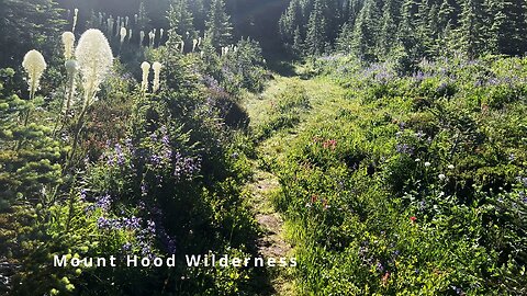 Exploring the VIBRANT FLOWERY ALPINE WONDERLAND of Mount Hood Wilderness! | Timberline | 4K | Oregon