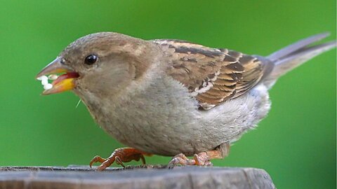 I Tried the Original House Sparrow Feeding Site Again with NO Luck