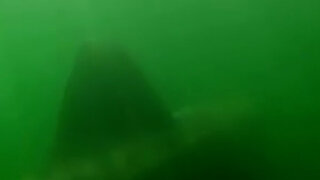 Did these divers just film the real Submarine Shark