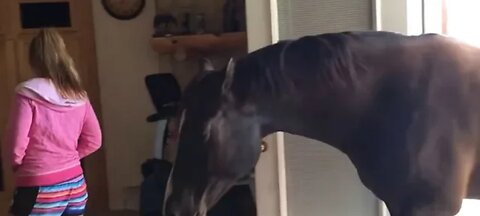 Horse Walks Inside House ti Chill With Owner