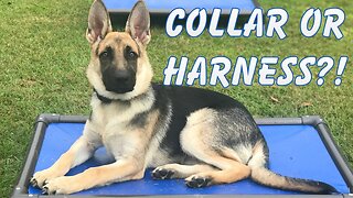 Collar or Harness? - Which is Better for your Dog?