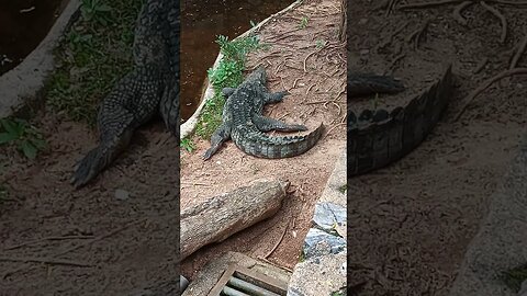 Spotted a big Crocodile.