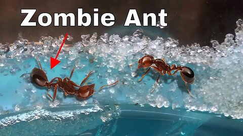 How I Made an Ant Think It Was Dead-The Zombie Ant Experiment