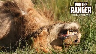 Lions Relaxing In The Afternoon Sun | Maasai Mara Safari | Zebra Plains