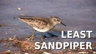 Least Sandpiper - calidris minutilla