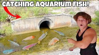 Catching WILD TETRAS And Aquarium FISH!