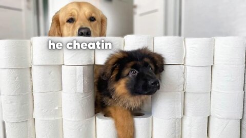 Golden Retriever & GSD Puppy React to The Toilet Paper Challenge | BEST REACTION EVER