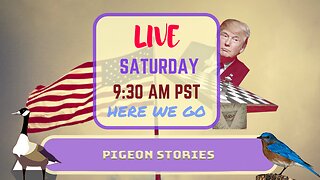 Saturday *LIVE* Pigeon Stories Edition