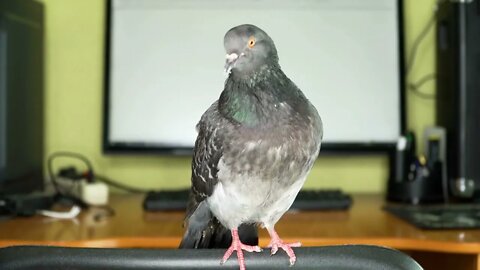 pigeon near the computer