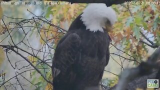 Hays Eagles Dad on nest branch stunning closeup 2020 10 28 6:02PM