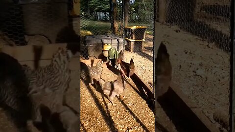 Chickens picking at cabbage (in time lapse). #chickens #cabbage