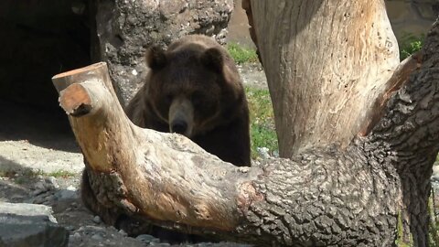 Closeup bear in national park Dombai, Caucasus, Russia, Europe