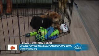 Puppy Bowl on Feb 13 @ 12pm // Lifeline Puppy