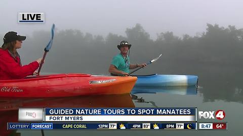 Guided Kayak Nature Tours help spot manatees in Southwest Florida - 8:30am live report