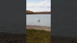 Blue Heron in the Northwoods