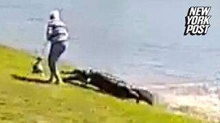 New video shows the terrifying moment an alligator lunged at a woman walking her dog by a lake in her Florida community, dragging her to her death