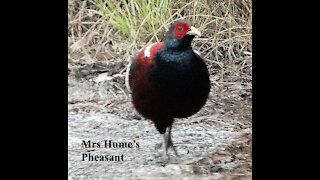 Mrs Hume's Pheasant bird video