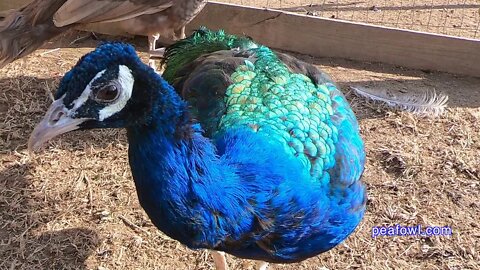 Peacock Losing Crown Feathers, Peacock Minute, peafowl.com