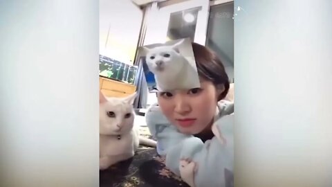 Cats🙀Attacking People😱Compilation Cat Slapping Their Owner Funny Cat Videos