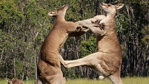 Greatest fighting animals in the world , two kangaroo are boxing