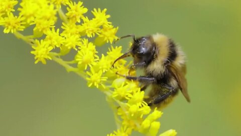 Shaggy Bumblebee pollinating and collects nectar from the yellow flower of the plant00