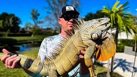 Bare-Hand Catching a 6 FOOT + Dragon!!! 🐲🐲🐲