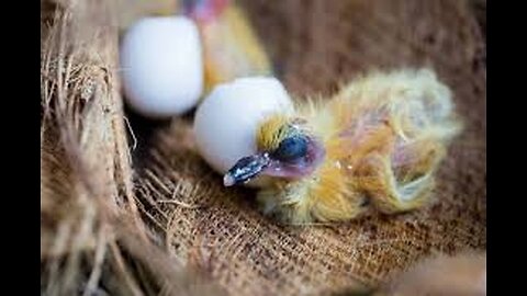 Heartbreaking Reality: Amber Pigeons Preying on Their Hatchlings