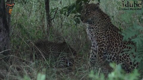 Hlab'nkunzi Female Leopard And Son: Sighting 2