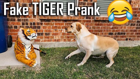 Fake Lion Prank - Trolling Dog - Fake Tiger Prank & Huge Box Prank to dog
