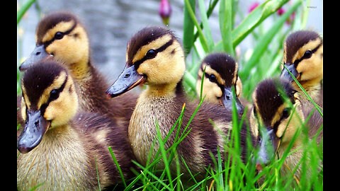 Cute baby Ducks | Amrah Videos | Funny Animal videos 2022 | compilation 02