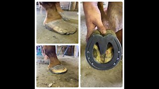 Long Hooves and Handmade Horseshoes