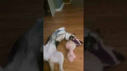 Cute Shepsky Plays With Her Toy
