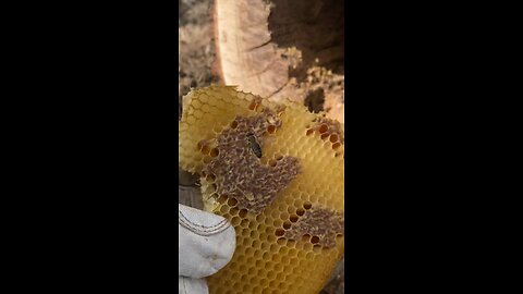 I save bees from being burnt alive. Another video from bee tree dissection thanksgiving weekend.