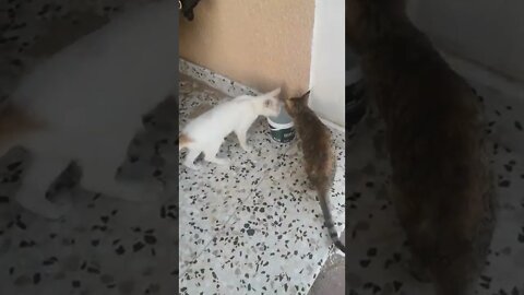 Animal Rescue - Rescued Cats 🙀 drinking water