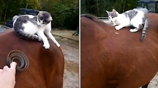 Cat Finds That Horse's Back Is The Best Spot For Play