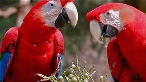 #funny #parrot birds and rare birds