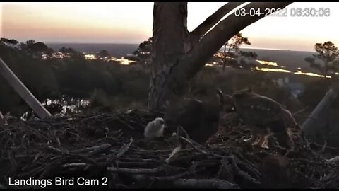 Dad Delivers a Bat Breakfast-Cam Two 🦉 3/4/22 06:30