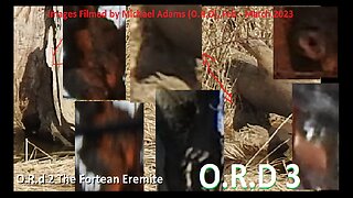 Images of Tree Spirits Filmed from 2/20-3/28 2023 By O.R.D