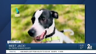 Jack the dog is up for adoption at the Baltimore Humane Society