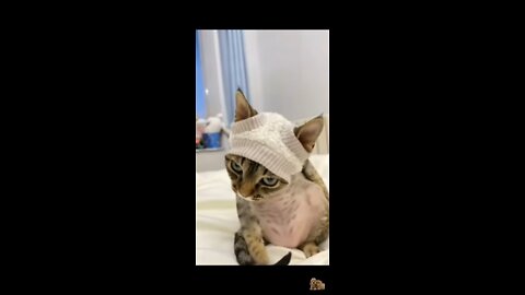 Funny cat videos 😍😍 #petsworld