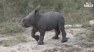 Super Cute Wild Baby Tank! (Tiny White Rhino Calf...) | Endangered Species Spotlight