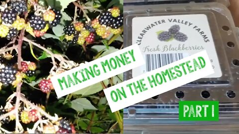 Making Money Blackberries Week 1
