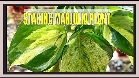 ❤️Plant Therapy-FYI Staking a Manjula Plant- The Plant Series❤️
